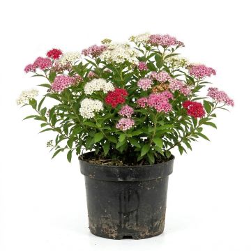 Spirée japonaise Shirobana Genpei - Spiraea japonica Shirobana G