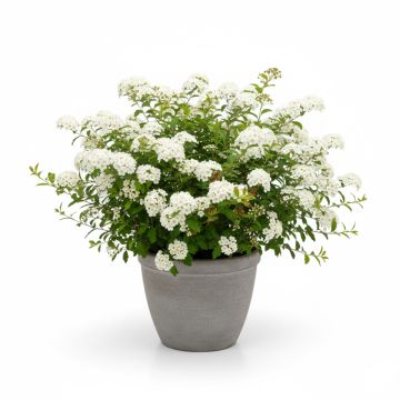 Spiraea arguta - Spir&eacute;e blanche