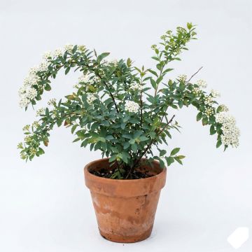 Spir&eacute;e japonaise Snowmound - Spiraea nipponica Snowmound