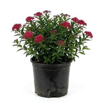 Spirée japonaise rose