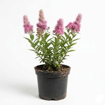 Spirée rose vif
