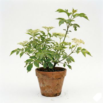 Sureau noir panach&eacute;