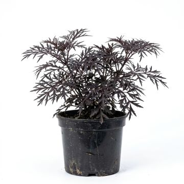 Sureau noir pourpre