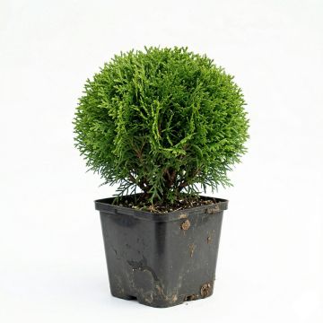 Thuja occidentalis Danica - Thuya du Canada                       