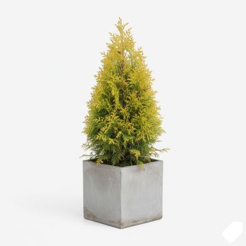 Thuya du Canada -Thuja occidentalis Brabant  