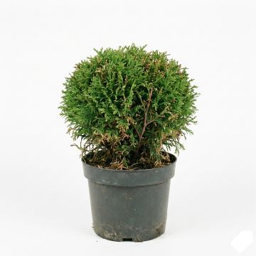 Thuja occidentalis Teddy - Thuya du Canada                       