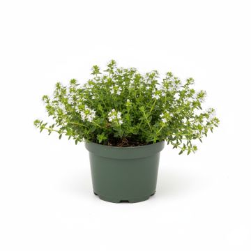 Thym praecox Albiflorus - Thym précoce