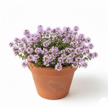 Thymus praecox Minor - Thym précoce