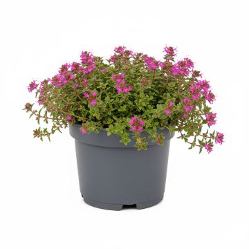 Thym praecox Coccineus - Thym précoce rouge magenta