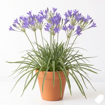 Triteleia