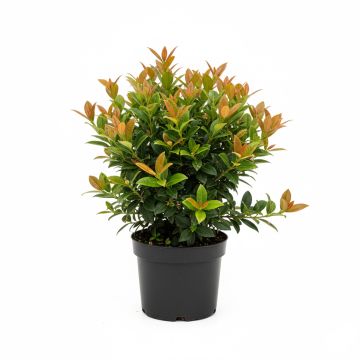 Tro&egrave;ne de Chine - Ligustrum lucidum