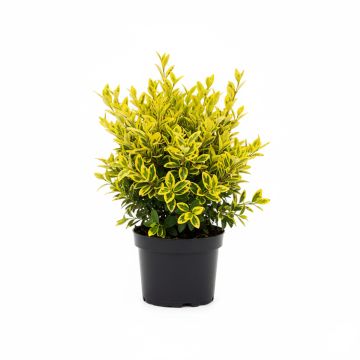 Tro&egrave;ne dor&eacute;