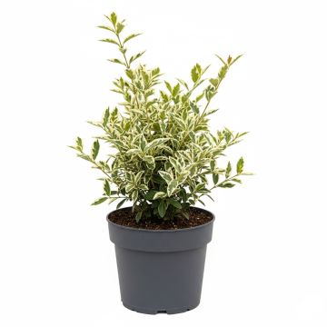 Tro&egrave;ne panach&eacute;