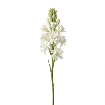 Tubéreuse blanche double