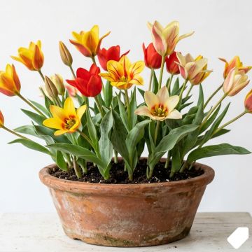 Tulipe &agrave; tige courte en m&eacute;lange