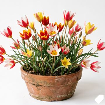Tulipe botanique en mélange