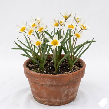 Tulipe du Turkestan