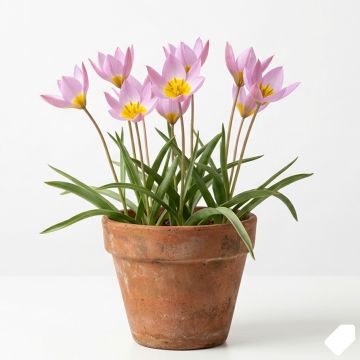 Tulipe de Cr&egrave;te