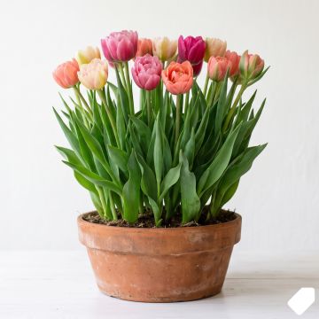 Tulipe double en mélange
