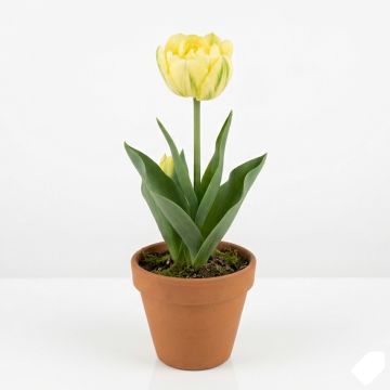 Tulipe double jaune