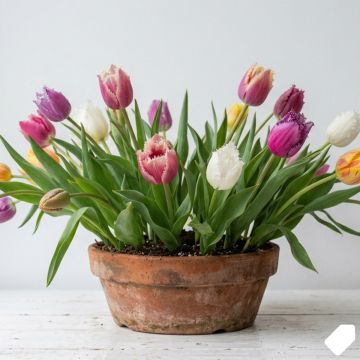 Tulipe frangée en mélange