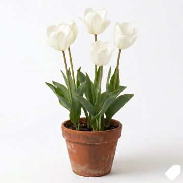 Tulipe à longue tige blanche