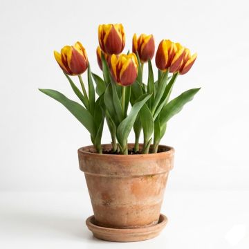 Tulipe à longue tige brun-jaune