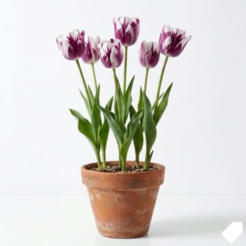 Tulipe à longue tige flammée violet-blanc