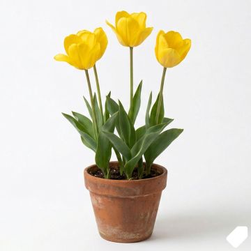 Tulipe &agrave; longue tige jaune