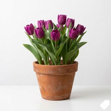 Tulipe à longue tige violette