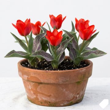 Tulipe à tige courte rouge