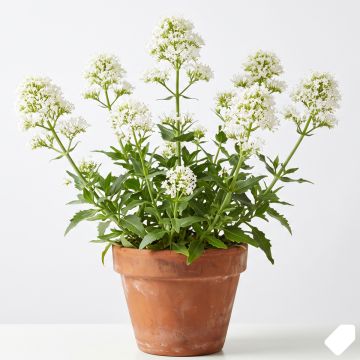 Val&eacute;riane blanche, Centranthus ruber albus