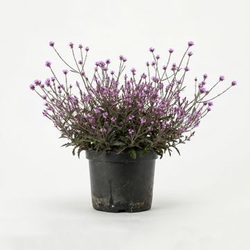 Verveine sauvage mauve