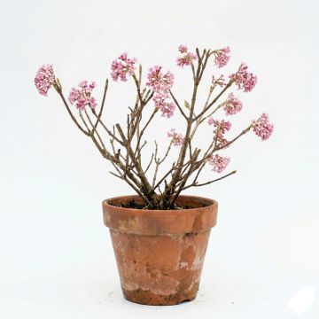 Viorne d'hiver - Viburnum bodnantense Charles Lamont.