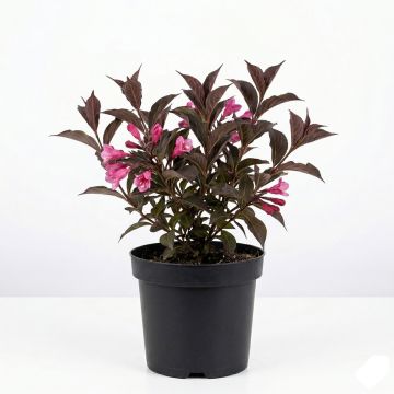Weigela florida Foliis Purpureis - Weigela florida Purpurea - Weigelia pourpre