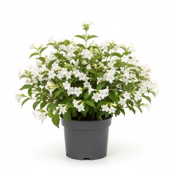Weigela Candida - Weig&eacute;lia