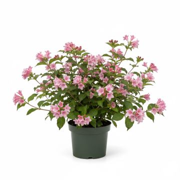 Weigela florida Foliis Purpureis - Weigela florida Purpurea - Weigelia pourpre