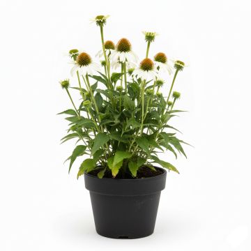 Rudbeckia ou Echinacea purpurea Alba - Rudbeckia pourpre