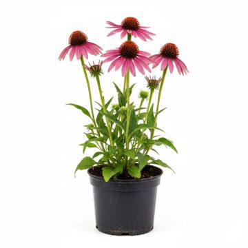 Echinacea purpurea Leuchtstern - Echinacée