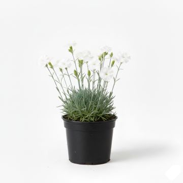 Dianthus plumarius Mrs Sinkins - Oeillet mignardise.