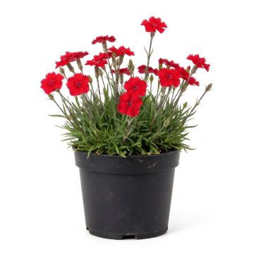 Dianthus deltoides Flashing Light - Oeillet à delta rouge écarlate