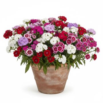 Graines d'Oeillet de Poète à fleurs simples en mélange - Dianthus barbatus