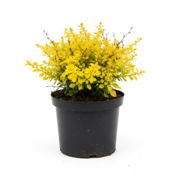 Berberis thunbergii Aurea - Epine-vinette