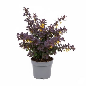 Épine-vinette à feuilles pourpre