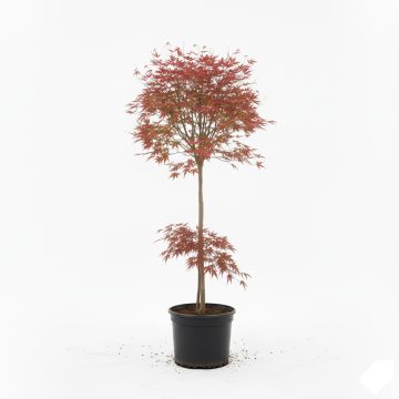 Érable du Japon - Acer palmatum Atropurpureum