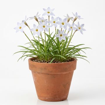 Étoile de printemps