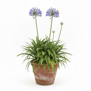 Agapanthe bleue naine
