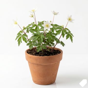Anémone blanche