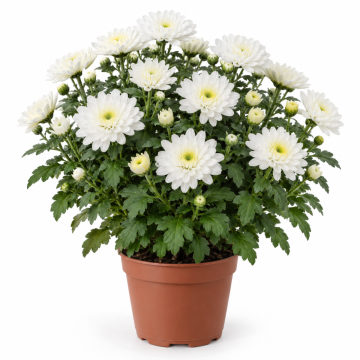 Chrysanthème blanc