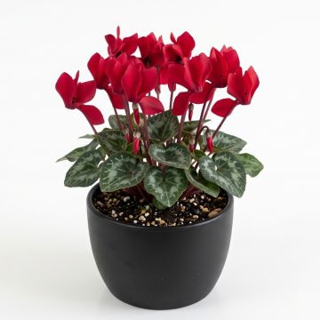 Cyclamen des fleuristes rouge